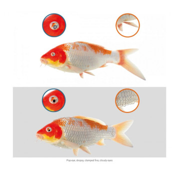 Koi Care Chloramine T